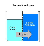 narueal osmosis