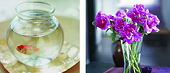 Aquarium and Plants
